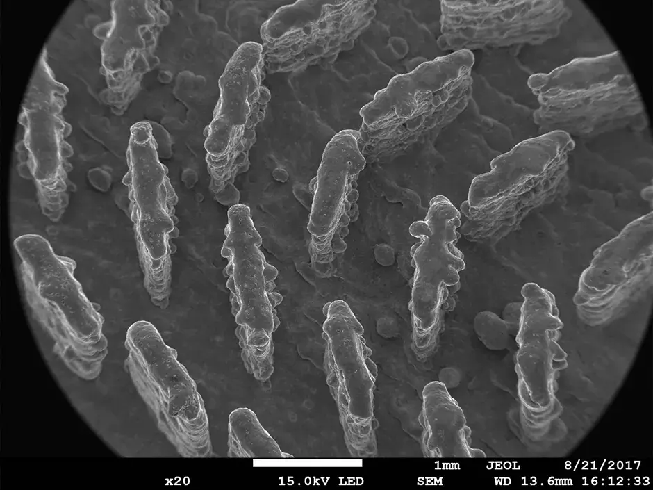 半導体 RF 20x SEM イメージ