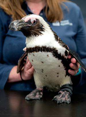 ペンギンのパープス